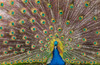 Male peacock fanning out his tail feathers Poster Print by Darrell Gulin (24 x 18) # US38DGU0192