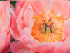USA, Pennsylvania Close-up of a pink peony Poster Print by Julie Eggers (24 x 18) # US39JEG0210