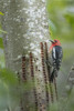 USA, Washington State. Red-breasted Sapsucker  Poster Print by Gary Luhm - Item # VARPDDUS48GLU1021