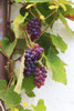 Southern Italy, Puglia. Ripe grapes on vines. Poster Print by Emily Wilson - Item # VARPDDEU16EWI0124