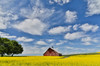 Red barn in canola field near Genesee, Idaho Poster Print by Darrell Gulin (24 x 18) # US13DGU0027