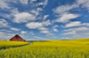 Red barn in canola field near Genesee, Idaho Poster Print by Darrell Gulin (24 x 18) # US13DGU0030