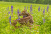 USA, Minnesota, Pine County. Captive fawn.  Poster Print by Jaynes Gallery - Item # VARPDDUS24BJY0066