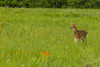 USA, Minnesota, Pine County. Captive fawn.  Poster Print by Jaynes Gallery - Item # VARPDDUS24BJY0068