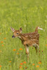 USA, Minnesota, Pine County. Captive fawn.  Poster Print by Jaynes Gallery - Item # VARPDDUS24BJY0078