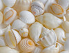 USA, Oregon. Close-up of small sea shells.  Poster Print by Jaynes Gallery - Item # VARPDDUS38BJY1183