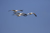 Whooping cranes (Grus americana) flock flying. Poster Print by Larry Ditto - Item # VARPDDUS44LDI3017