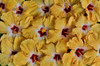 Yellow hibiscus flower grouping, Maui, Hawaii Poster Print by Darrell Gulin (24 x 18) # US12DGU0299