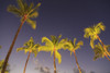 Maui, Hawaii, USA. Palm trees at sunset. Poster Print by Stuart Westmorland - Item # VARPDDUS12SWR0203