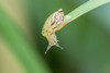 USA, Louisiana, Lake Martin. Snail on leaf.  Poster Print by Jaynes Gallery - Item # VARPDDUS19BJY0202