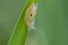 USA, Louisiana, Lake Martin. Snail on leaf.  Poster Print by Jaynes Gallery - Item # VARPDDUS19BJY0298