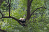 Panda on tree, Panda Reserve, Ya'an, Sichuan, China Poster Print by Keren Su - Item # VARPDDAS07KSU2276