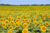 Canada, Manitoba, Dugald. Crop of sunflowers. Poster Print by Jaynes Gallery - Item # VARPDDCN03BJY0454