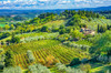 Tuscan vineyard, San Gimignano, Tuscany, Italy Poster Print by William Perry (24 x 18) # EU16WPE0786