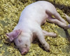 USA, Indiana, Indianapolis. Sleeping piglet.  Poster Print by Jaynes Gallery - Item # VARPDDUS15BJY0011