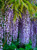 Purple wisteria blossoms hanging from a trellis Poster Print by Julie Eggers (18 x 24) # US39JEG0080