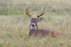 White-tailed deer (Odocoileus virginianus) male. Poster Print by Larry Ditto - Item # VARPDDUS44LDI2984