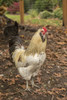 Issaquah, WA. Free-ranging Ameraucana rooster.  Poster Print by Janet Horton - Item # VARPDDUS48JHO1133