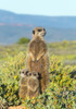 Meerkat family. Western Cape Province, South Africa. Poster Print by Keren Su - Item # VARPDDAF42KSU0058