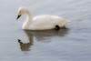 Whooper swans on frozen Lake Kussharo, Hokkaido Poster Print by Darrell Gulin - Item # VARPDDAS15DGU0110