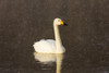 Whooper swans on frozen Lake Kussharo, Hokkaido Poster Print by Darrell Gulin - Item # VARPDDAS15DGU0132