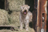 Wheaton terrier standing by hay bales  Poster Print by Zandria Muench Beraldo - Item # VARPDDNA02ZMU1212