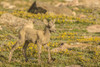 USA, Colorado, Mt. Evans. Bighorn sheep lamb.  Poster Print by Jaynes Gallery - Item # VARPDDUS06BJY1258