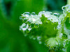 Close-up of dewdrops on a green leaf in a garden Poster Print by Julie Eggers (24 x 18) # US39JEG0050