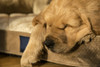 Sleeping eight week old Golden Retriever puppy.  Poster Print by Janet Horton - Item # VARPDDUS48JHO0000