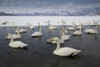 Whooper swans on frozen Lake Kussharo, Hokkaido. Poster Print by Darrell Gulin - Item # VARPDDAS15DGU0022