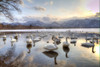 Whooper Swans in Lake Kussharo, Hokkaido, Japan. Poster Print by Darrell Gulin - Item # VARPDDAS15DGU0030