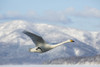 Whooper swans on frozen Lake Kussharo, Hokkaido. Poster Print by Darrell Gulin - Item # VARPDDAS15DGU0116