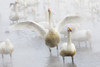 Whooper swans on frozen Lake Kussharo, Hokkaido. Poster Print by Darrell Gulin - Item # VARPDDAS15DGU0131