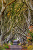 The Dark Hedges in County Antrim, Northern Ireland Poster Print by Chuck Haney (18 x 24) # EU15CHA0078