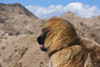 Leonberger looking out into the desert  Poster Print by Zandria Muench Beraldo - Item # VARPDDNA02ZMU1239