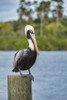 Brown pelican, New Smyrna Beach, Florida, USA Poster Print by Lisa Engelbrecht - Item # VARPDDUS10LEN1032