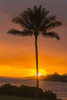 USA, Hawaii, Kauai, Lawai. Palm tree at sunset. Poster Print by Jaynes Gallery - Item # VARPDDUS12BJY0184