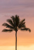 USA, Hawaii, Kauai, Lawai. Palm tree at sunset. Poster Print by Jaynes Gallery - Item # VARPDDUS12BJY0253