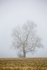 Bare tree in fog. Marion County, Illinois. Poster Print by Richard & Susan Day - Item # VARPDDUS14RDY2503