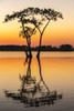 USA, Louisiana, Lake Martin. Sunrise on swamp.  Poster Print by Jaynes Gallery - Item # VARPDDUS19BJY0219