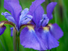 Close-Up of purple iris flowers blooming outdoors Poster Print by Julie Eggers (24 x 18) # US39JEG0007