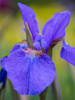 Close-up of purple iris flowers blooming outdoors Poster Print by Julie Eggers (18 x 24) # US39JEG0016