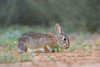 Eastern cottontail (Sylvilagus floridanus) eating. Poster Print by Larry Ditto - Item # VARPDDUS44LDI2828