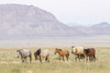 USA, Utah, Tooele County. Wild horses walking.  Poster Print by Jaynes Gallery - Item # VARPDDUS45BJY0649