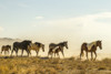 USA, Utah, Tooele County. Wild horses walking.  Poster Print by Jaynes Gallery - Item # VARPDDUS45BJY0667