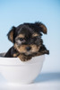 Yorkshire Terrier puppy sitting in a small bowl.  Poster Print by Janet Horton - Item # VARPDDUS48JHO0199