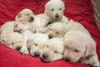 Litter of one month old Yellow Labrador puppies.  Poster Print by Janet Horton - Item # VARPDDUS48JHO0330