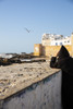 Essaouira, Morocco. Watching the sea and a seagull Poster Print by Jolly Sienda - Item # VARPDDAF29JSI0132