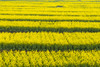 Canola flower fields, Xinghua, Jiangsu Province, China Poster Print by Keren Su - Item # VARPDDAS07KSU2086