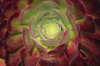 Succulent named prairie sunset or houseleeks Poster Print by Mallorie Ostrowitz (24 x 18) # US05MOS0043